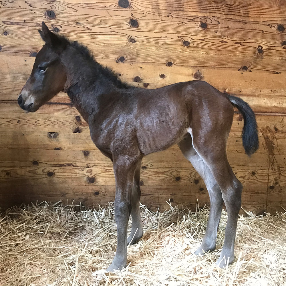 Colt By Fast Anna Out Of Insolvent - Legacy Ranch